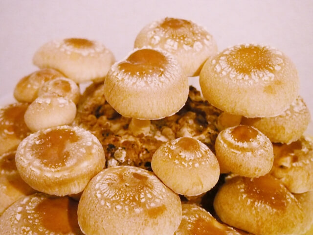 ドッグフードにトッピング | 愛犬を健康にする食材【海藻きのこ】