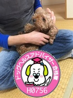 トイプー父ちゃんドッグヘルスアドバイザー